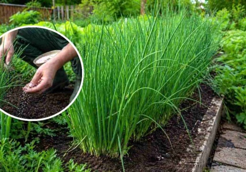 Chcesz „las” szczypioru? Wystarczy ten jeden, prosty zabieg