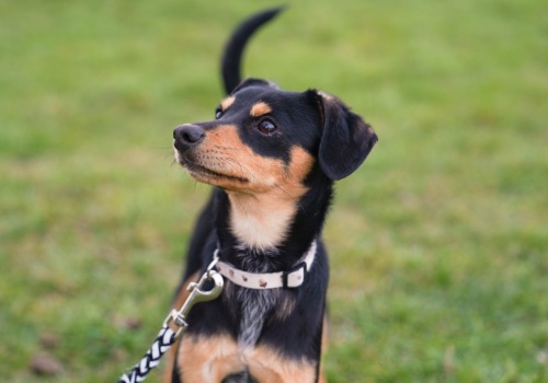 Tu bezpłatnie wykastrujesz i zaczipujesz swojego psa lub kota – adresy gabinetów.