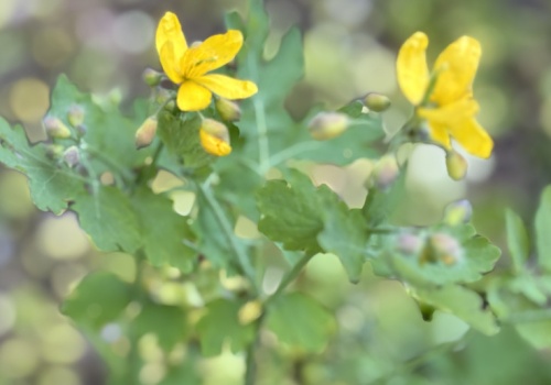 Od 4 maja już jej nie kupisz. Znana od lat roślina na kurzajki zakazana