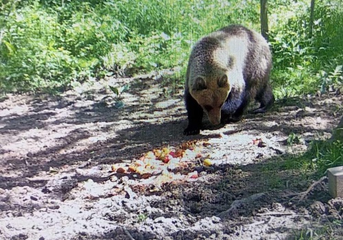 Płonna. Niedźwiedź zaatakował kobietę w lesie. 58-latka nie żyje