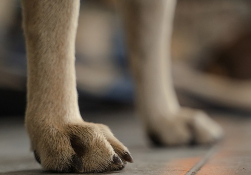 Pies porzucony w mieszkaniu. Właścicielka wyjechała z kraju