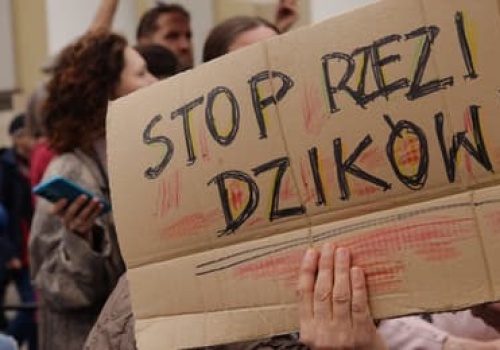 Dwudziestu policjantów na jednego Henia. Tak Warszawa zabija dziki