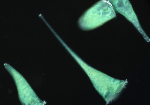 Niezwykłe odkrycie biologów: Jednokomórkowy “trąbik” wyczuwa geometrię otoczenia i wybiera życie w kątach