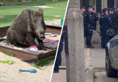 23 policjantów interweniowało w sprawie dzika. Zwierzę zostało zabite