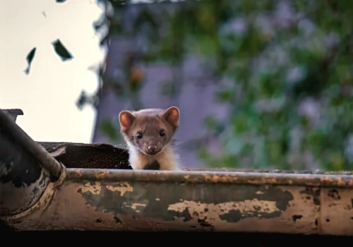Masz kunę na strychu? Ten trik wyrzuci ją w jedną noc – działa bez pudła