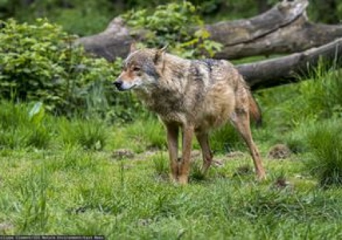 18 martwych wilków. Włoskie władze podejrzewają otrucie