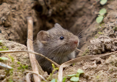 Zakop to w ziemi. Krety i nornice znikną z ogrodu w 3 dni
