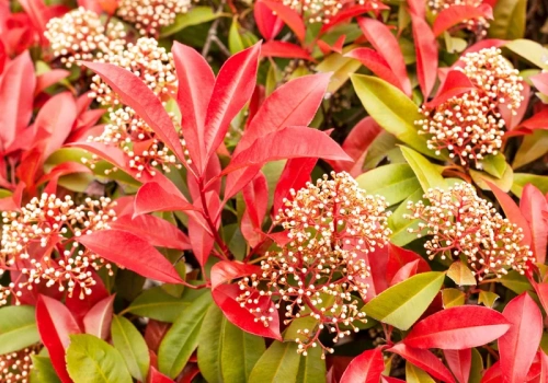 Bije na głowę tuje. Ten krzew to spektakularny żywopłot bez wysiłku