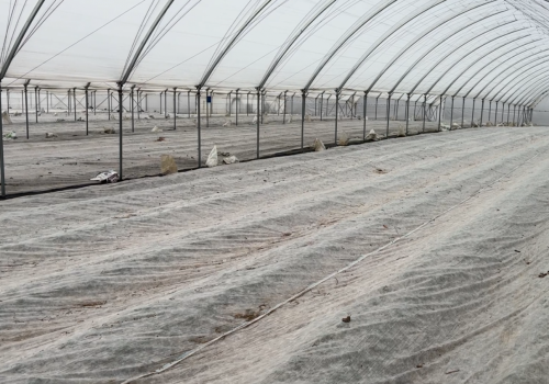 Nie pal zużytej agrowłókniny. Kary mogą być bardzo dotkliwe!