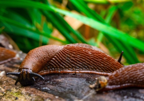 Rozsypiesz wokół grządek, a ślimaki nie przejdą. Na pewno masz w kuchni