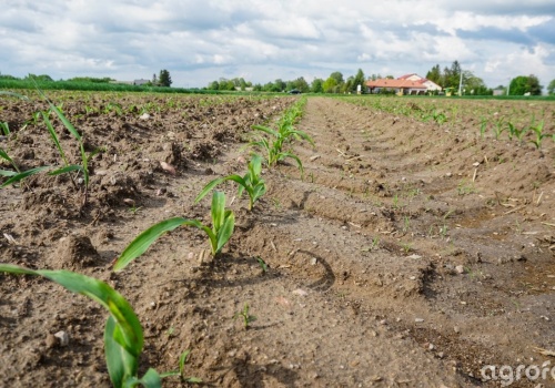 Siła wyższa ARiMR 2026: zgłosisz i zachowasz dopłaty