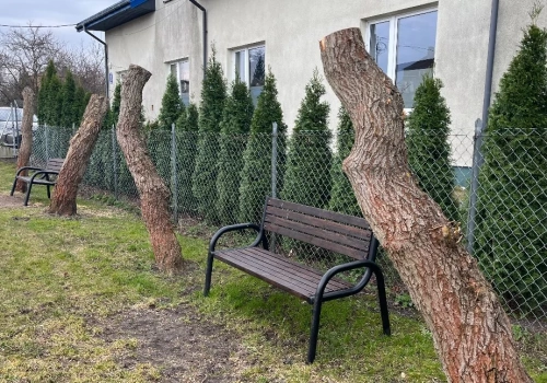 Kosów Lacki: Płaczące wierzby już nie płaczą. Bo właściwie już ich nie ma.