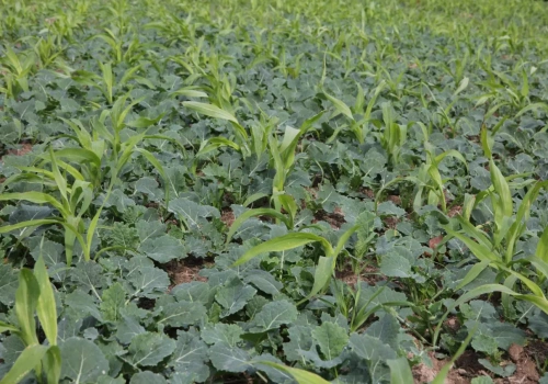 Odchwaszczanie sorga – jakie herbicydy są dostępne i kiedy je stosować?