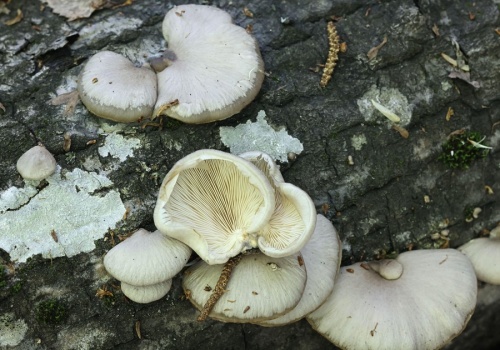 Ten wiosenny grzyb to rarytas. Znajdziesz go w charakterystycznym miejscu