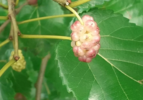 Zapomniana roślina wraca na pola. Rolnicy mogą na niej zarobić
