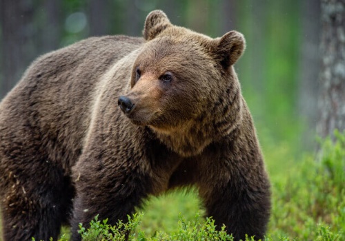 Bieszczadzki Park Narodowy staje w obronie swoich drapieżników