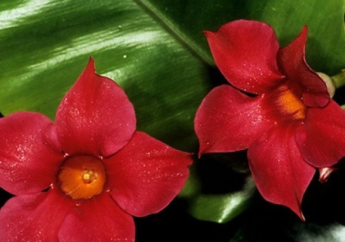 Sprawdzi się na słonecznym balkonie. Kwitnie wiele miesięcy