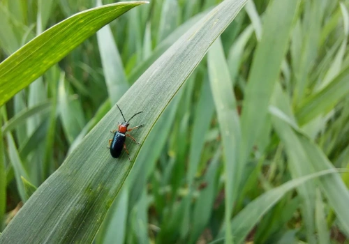 W zbożach ruszyły mszyce i skrzypionki. Jaki oprysk jeszcze działa?