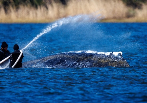 Trwa walka z czasem. Nowe informacje w sprawie wieloryba Timmy’ego