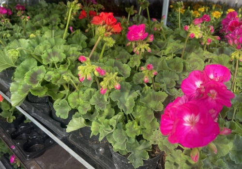 Jakie kwiaty pomogą upiększyć nasz balkon?