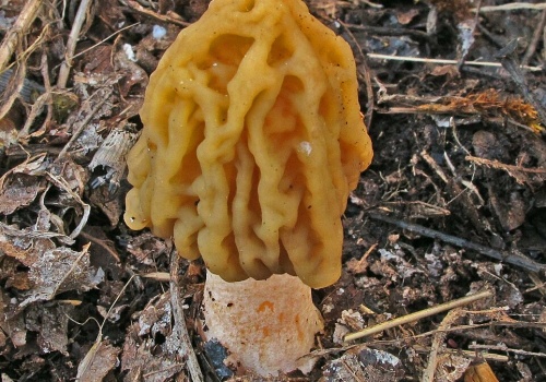 Widzisz takie grzyby w lesie? Nie zbieraj, bo słono za nie zapłacisz