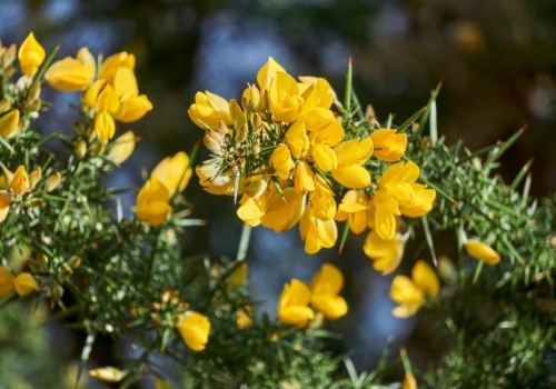 Roślina o żółtych kwiatach zakazana w ogrodach. Za złamanie przepisów nawet 1 mln zł kary