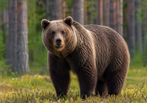 Tragiczny atak niedźwiedzia w Bieszczadach, nie żyje 58 letnia kobieta