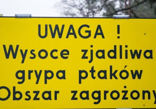 Ptasia grypa wymyka się spod kontroli. Weterynaria tworzy specjalny zespół