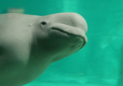 Wpłynęła do rzeki niedaleko stolicy. Naukowcy zachodzą w głowę