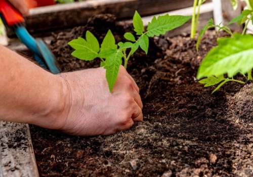 Ogrodnicy trzymają się tego przy sadzeniu pomidorów. Zasada 7 dni decyduje o plonach