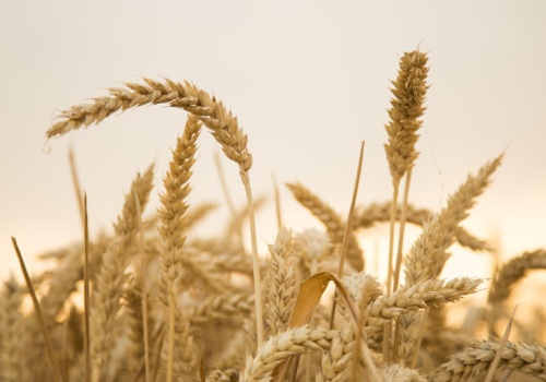 Amerykańskie młyny zamówiły w Polsce 120 tysięcy ton pszenicy. Chodzi o zboże z nowych zbiorów