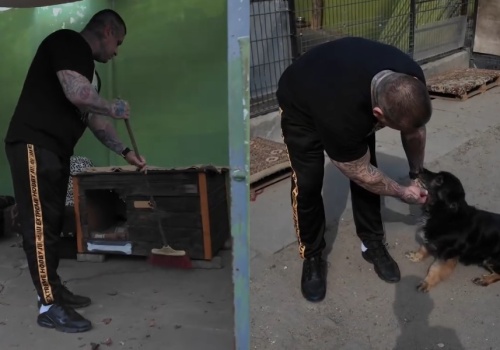 Popek zamiata kojce dla psów w schronisku