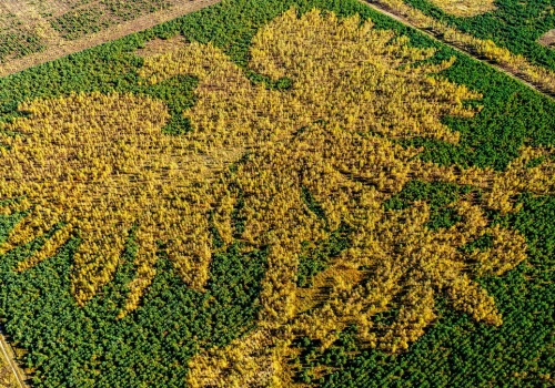 Gigantyczny orzeł ukryty w polskim lesie. Aż trudno uwierzyć