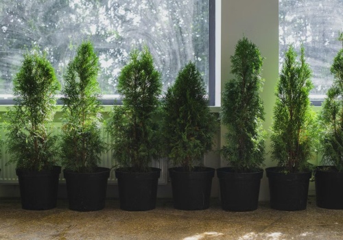 Tuje przy granicy działki? Sąd Najwyższy nie ma litości dla sąsiada