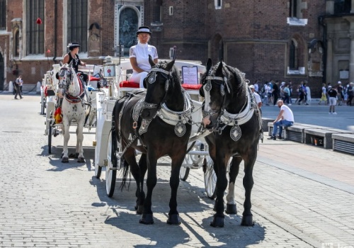 Mocny apel ws. krakowskich koni dorożkarskich. „Koń nie jest rekwizytem”