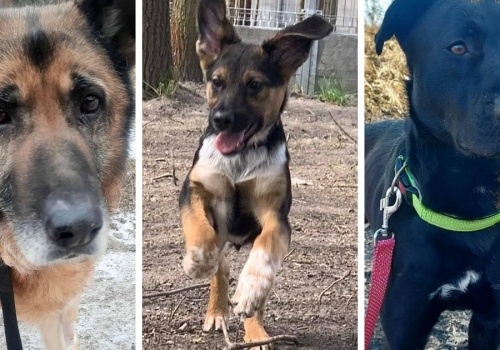 Porzucone, ale pełne miłości. Psy ze schroniska czekają na nowy dom