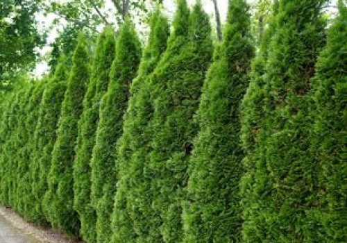 Tuje przekroczyły tę wysokość? Sąsiad może cię podać do sądu