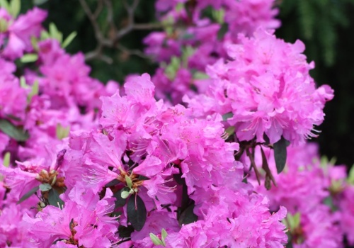 Nim przyjdzie maj, zrób to z rododendronem. Szybko sobie podziękujesz