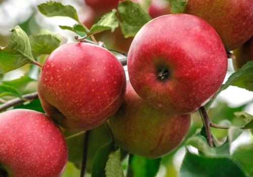 Co się stanie, gdy codziennie zjesz jabłko? Organizm szybko to odczuje