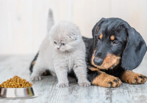 Obowiązkowe chipy dla psów i kotów. Potem ubezpieczenie