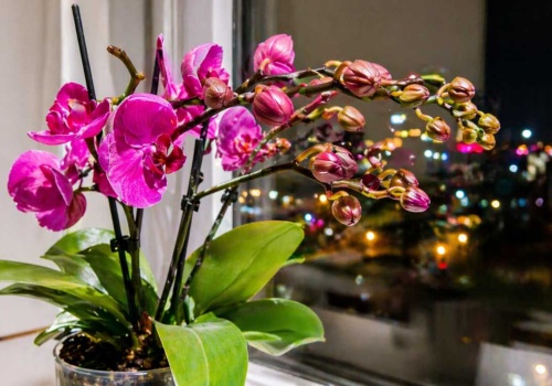 Zrób to ze storczykiem o 22:00. Zakwitnie tak, że zabraknie ci podpórek