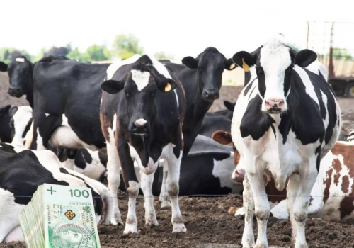 Niepokój na rynku mleka. Rolnicy i mleczarnie liczą straty