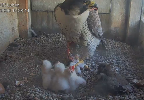 Trzy pisklaki sokołów wędrownych wykluły się na kominie PGE Elektrociepłowni Wrotków w Lublinie