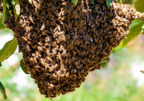 Rój pszczół uwieszony na gałęzi. Jak się zachować?