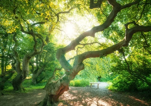 Przypomina las Madery, ale jest bliżej. Piękne miejsce w uzdrowisku