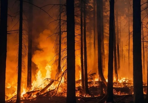 Pożary lasów w Japonii. Ewakuowano tysiące osób