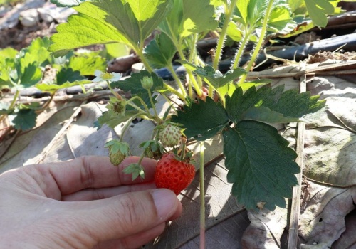 Ta niepozorna mieszanka robi ogromną różnicę. Truskawki zyskają smak oraz będą duże