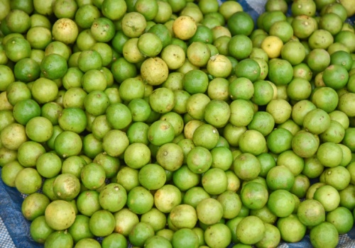 Włoska gwiazda. Może obniżyć cholesterol nawet o 40 proc.