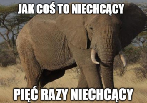 Gabon: pięć słoni stratowało amerykańskiego milionera na polowaniu 