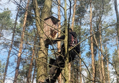 Smutne wieści z polskich lasów. Budki dla sów świecą pustkami
